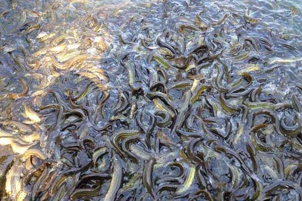 小伙放棄廚師 藕塘養(yǎng)泥鰍獲成功