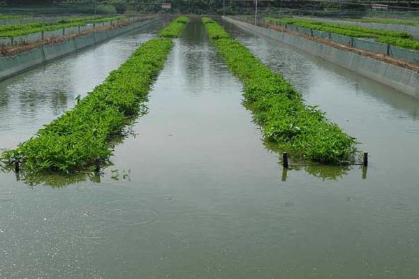 小伙放棄廚師 藕塘養(yǎng)泥鰍獲成功