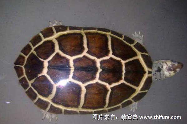 石金錢龜產蛋前吃什么