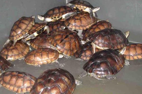 石金錢龜產(chǎn)蛋前吃什么