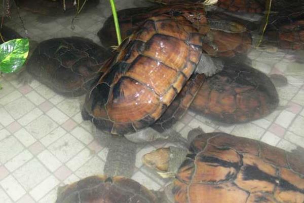 石金錢龜產(chǎn)蛋前吃什么