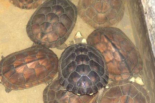 石金錢龜產(chǎn)蛋前吃什么