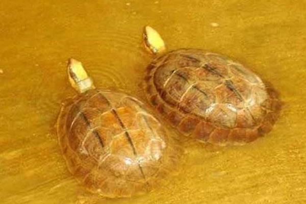 石金錢龜產(chǎn)蛋前吃什么