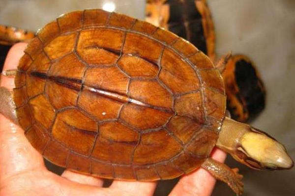 石金錢龜產(chǎn)蛋前吃什么