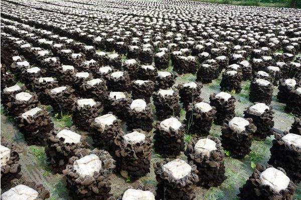 黑木耳種植過程常見問題分析與處理