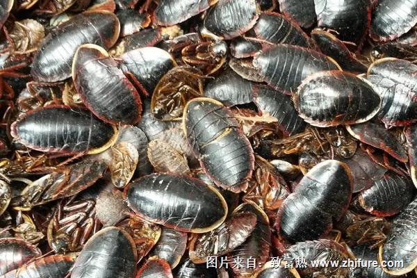 2018養土元賺錢嗎？土元養殖的利潤與投資成本及前景預測