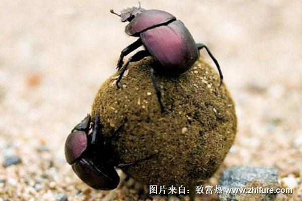 2018養蜣螂賺錢嗎？蜣螂養殖的利潤與投資成本及前景預測