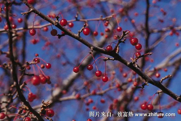 櫻桃樹(shù)冬季管理技術(shù)