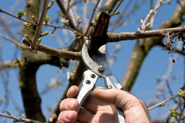 櫻桃樹冬季管理技術