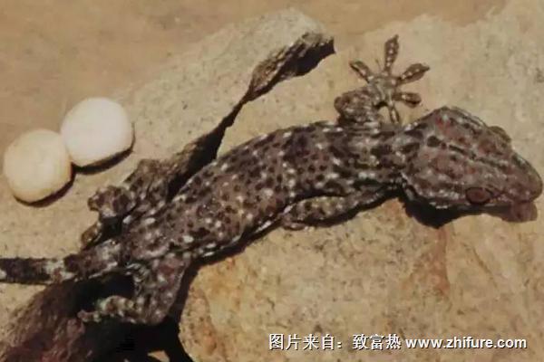 2018養蛤蚧賺錢嗎?蛤蚧養殖的利潤與投資成本及前景預測