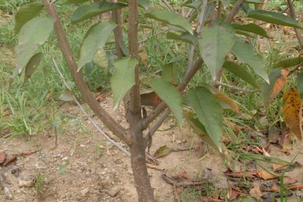 櫻桃樹冬季管理技術