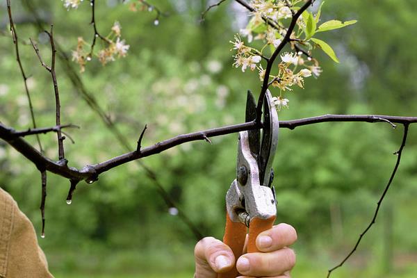櫻桃樹冬季管理技術