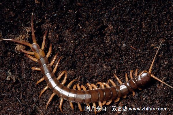 2018養蜈蚣賺錢嗎？蜈蚣養殖的利潤與投資成本及前景預測