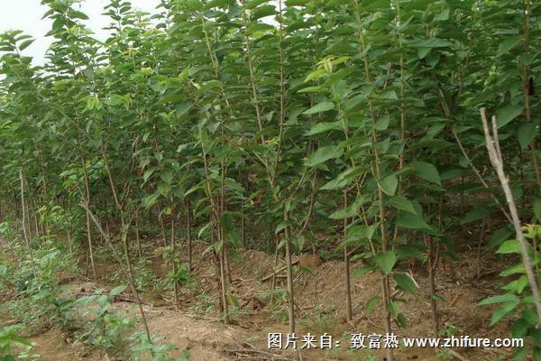 櫻桃樹(shù)苗的修剪方法