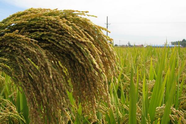 2018種水稻賺錢嗎?水稻種植的利潤與投資成本及前景預測