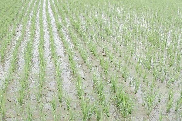 2018種水稻賺錢嗎?水稻種植的利潤與投資成本及前景預測