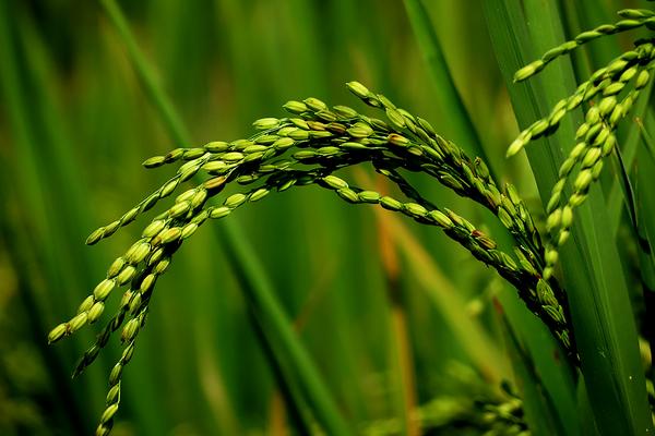 2018種水稻賺錢嗎?水稻種植的利潤與投資成本及前景預測