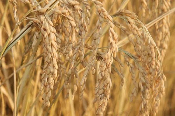 2018種水稻賺錢嗎?水稻種植的利潤與投資成本及前景預測