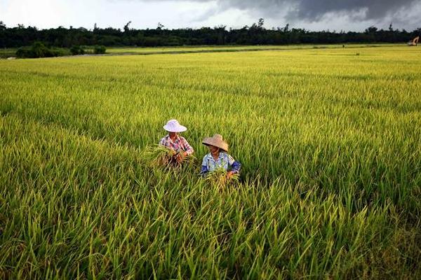 2018種水稻賺錢嗎?水稻種植的利潤與投資成本及前景預測