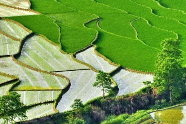 2018種水稻賺錢嗎?水稻種植的利潤與投資成本及前景預測