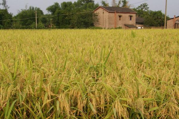 2018種水稻賺錢嗎?水稻種植的利潤與投資成本及前景預測