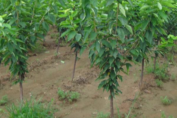 櫻桃樹冬季管理技術