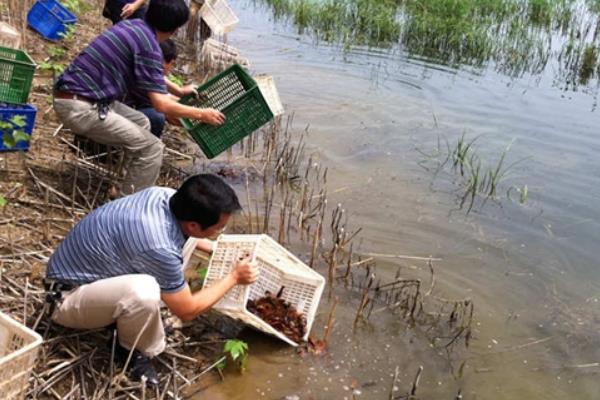 網箱養小龍蝦技術