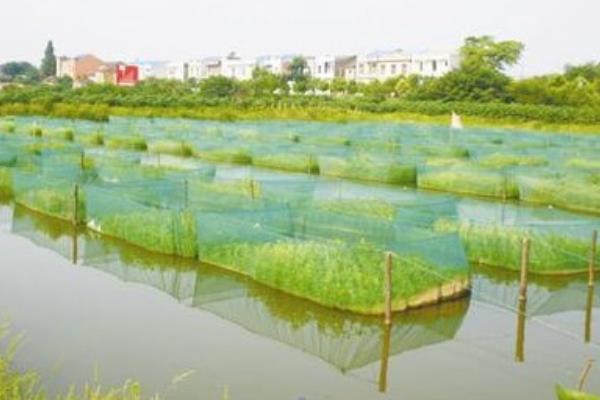 網箱養小龍蝦技術