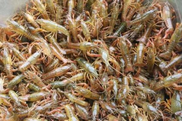 網箱養小龍蝦技術