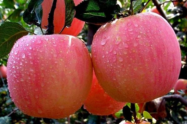 蘋(píng)果功效與作用及禁忌