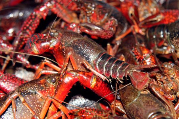 網箱養小龍蝦技術