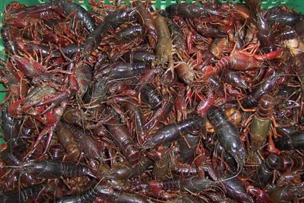 網箱養小龍蝦技術