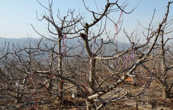 櫻桃樹冬季管理技術
