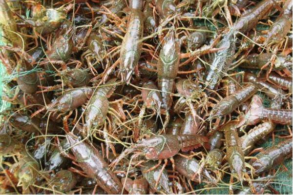 網箱養小龍蝦技術