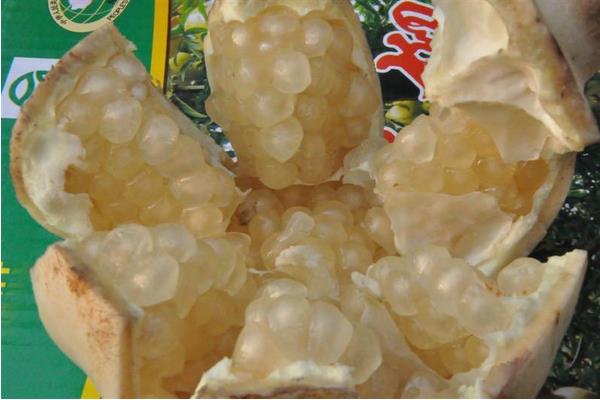 白石榴的功效與作用及禁忌