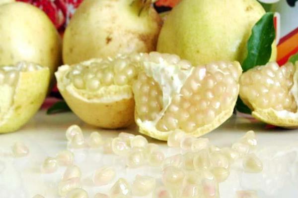 白石榴的功效與作用及禁忌