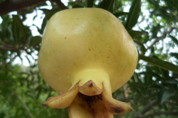 白石榴的功效與作用及禁忌