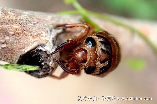 2018養(yǎng)金蟬賺錢(qián)嗎？金蟬養(yǎng)殖的利潤(rùn)與投資成本及前景預(yù)測(cè)