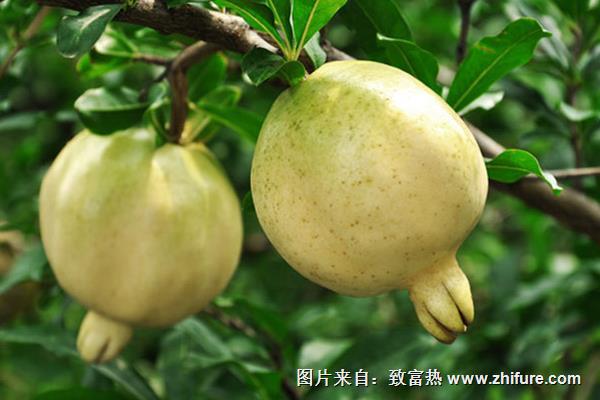 白石榴的功效與作用及禁忌