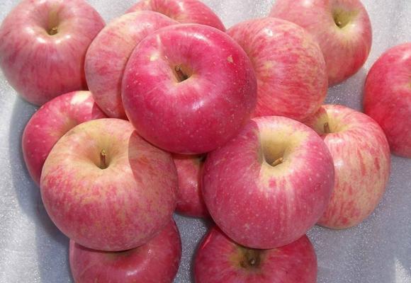 蘋果市場價格多少錢一斤