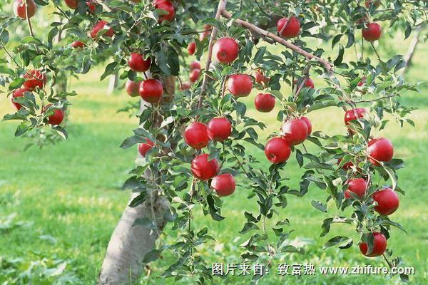 蘋果樹圖片大全