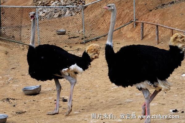 鴕鳥養(yǎng)殖廠