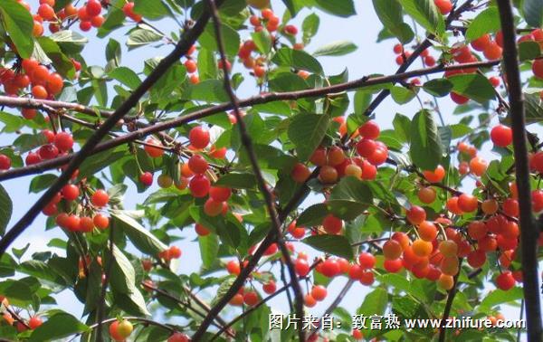 櫻桃樹流膠用什么藥