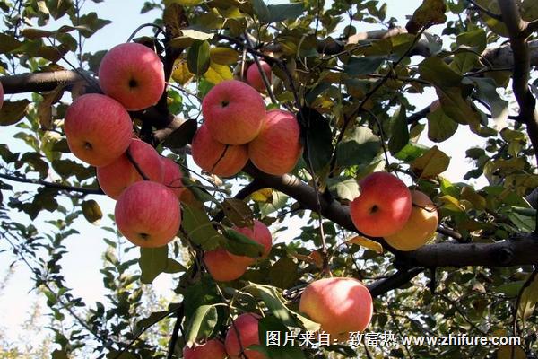 蘋果樹腐爛病防治方法