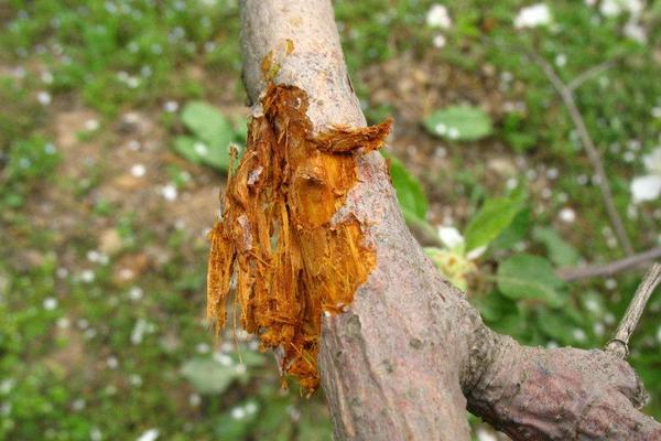 蘋果樹腐爛病防治方法