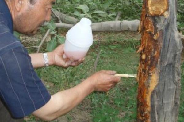 蘋果樹腐爛病防治方法