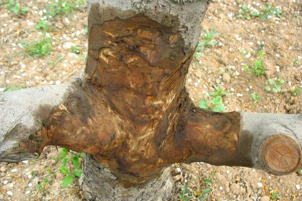 蘋果樹腐爛病防治方法