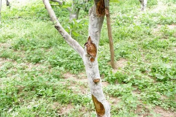 蘋果樹腐爛病防治方法