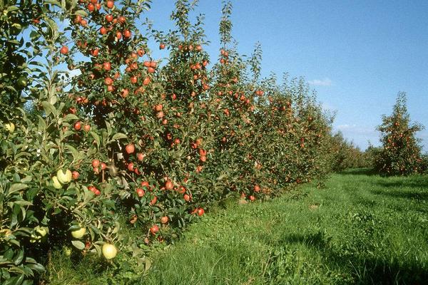 蘋果樹腐爛病防治方法