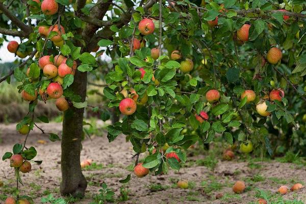 蘋果樹腐爛病防治方法